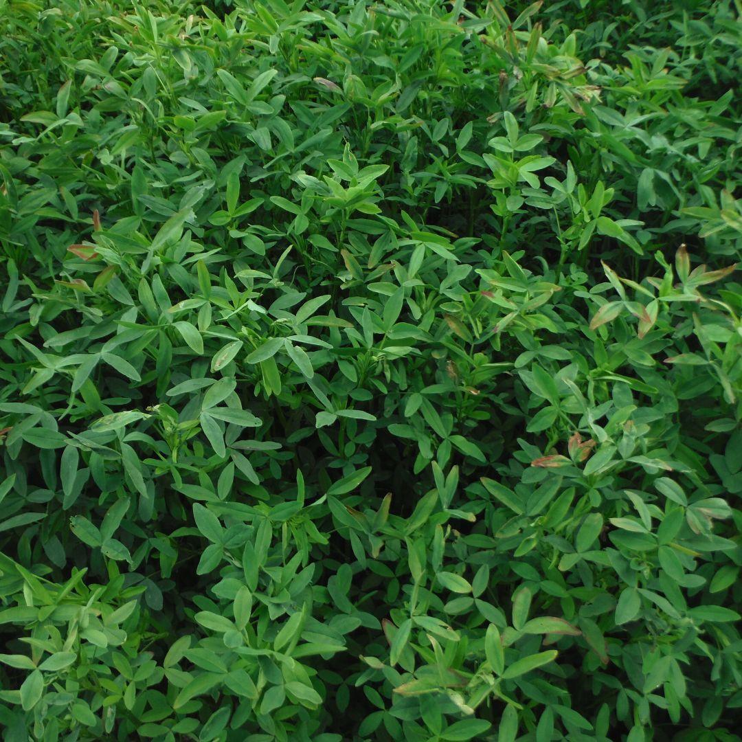 Berseem Clover