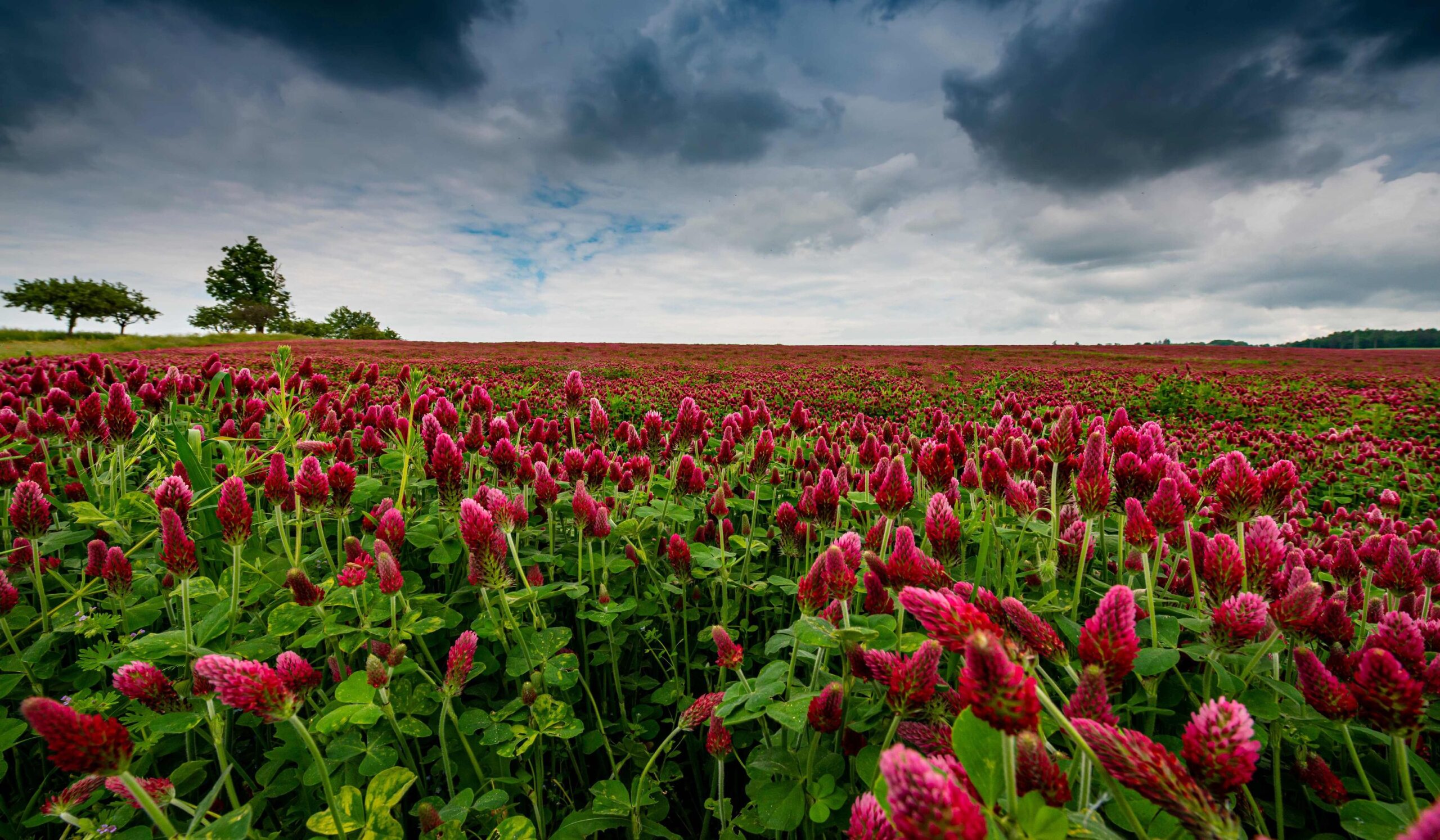 Crimson Clover - Image 2