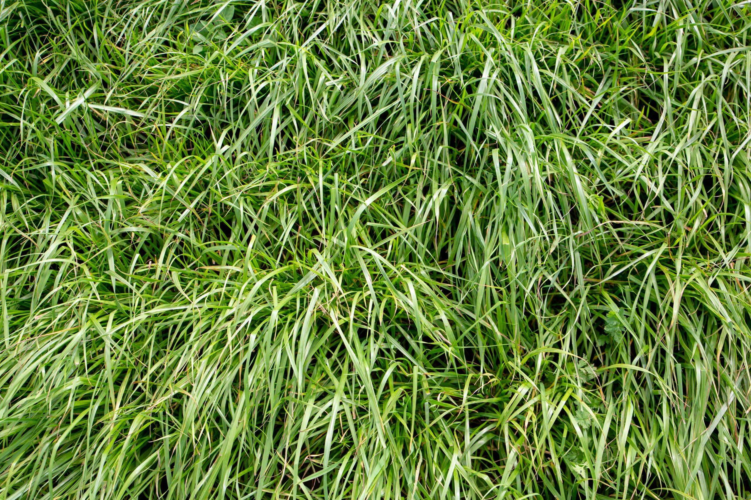 Italian Ryegrass