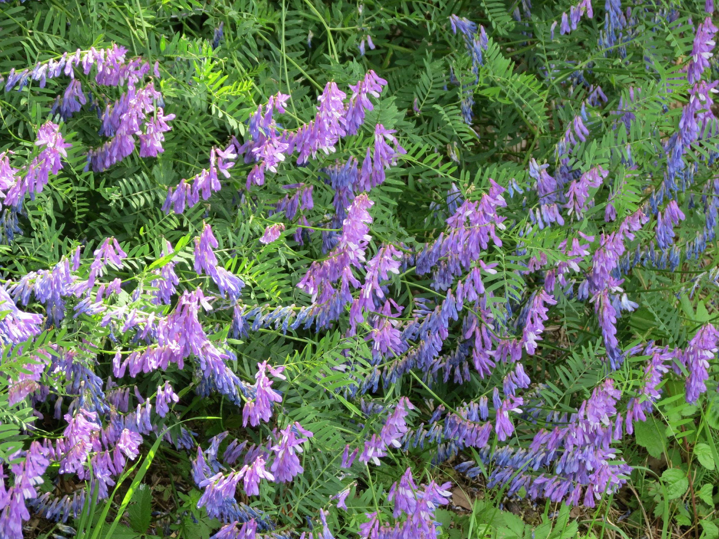 Hairy Vetch