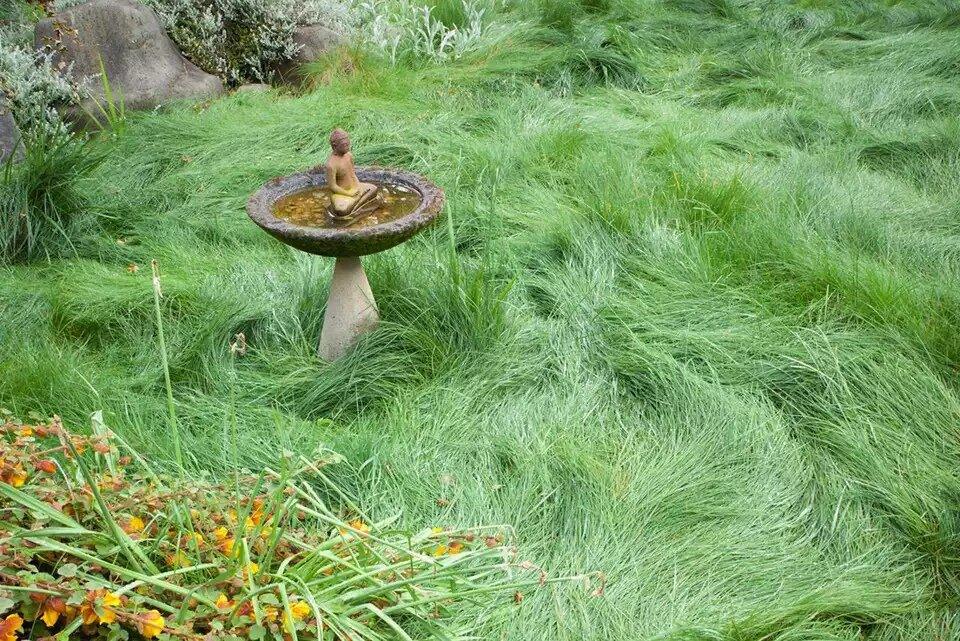 Creeping Red Fescue