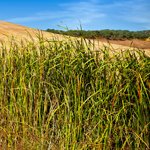 Southwest Seed Cover Crops