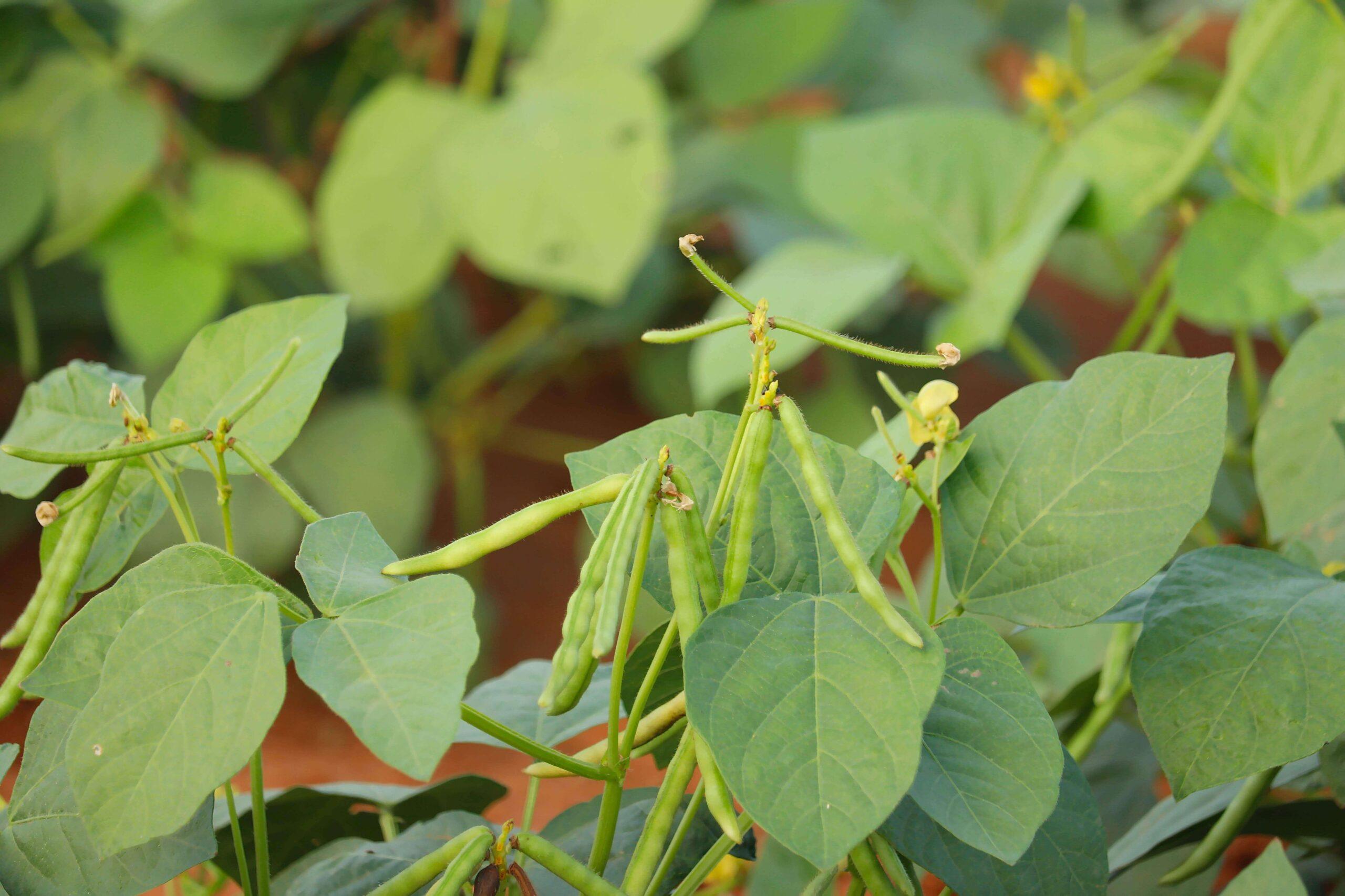 Mung Beans