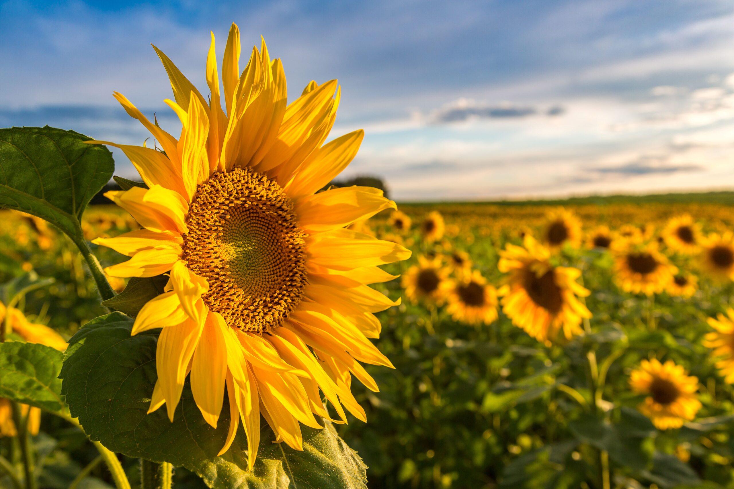 Black Oil Sunflower