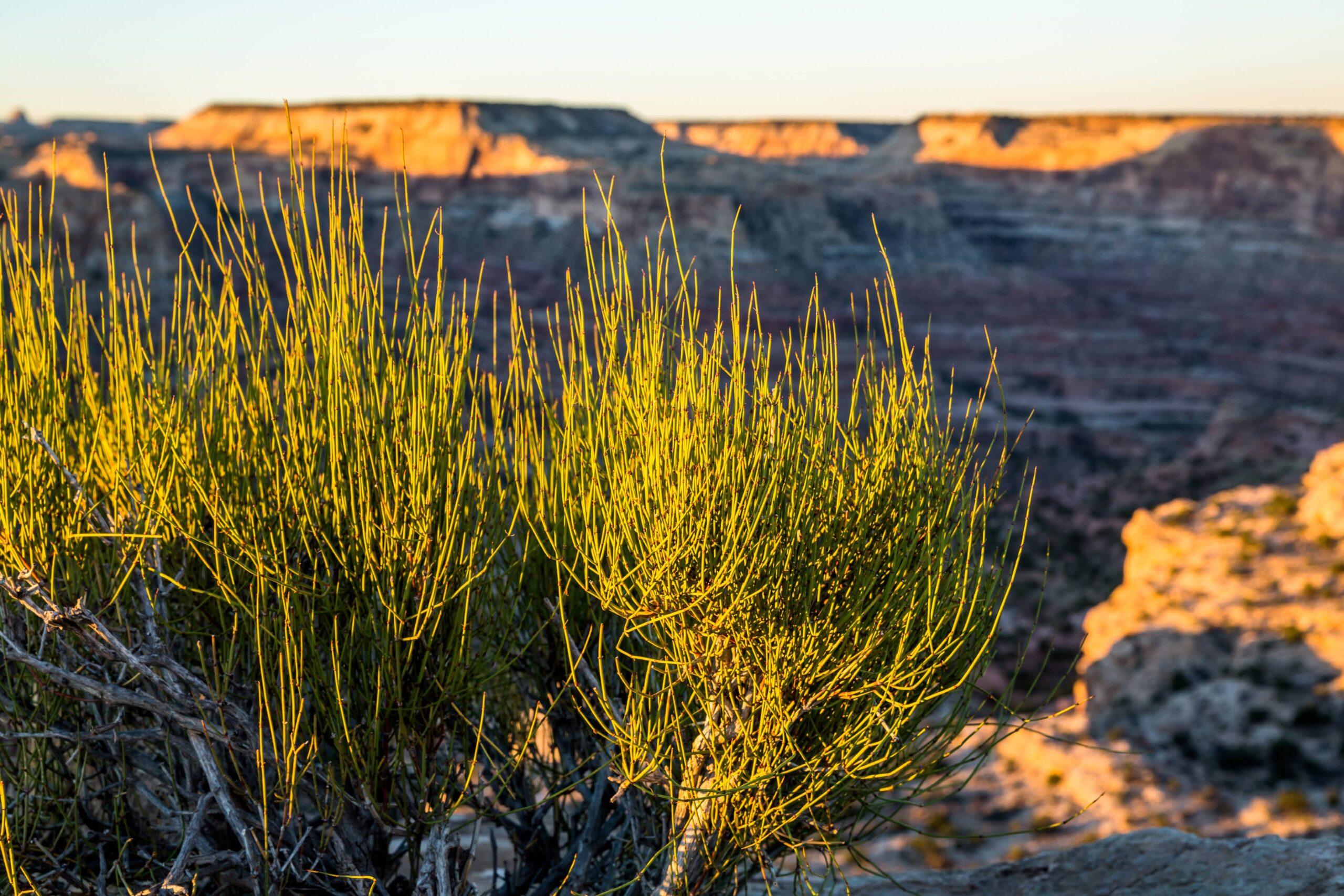 Green Ephedra