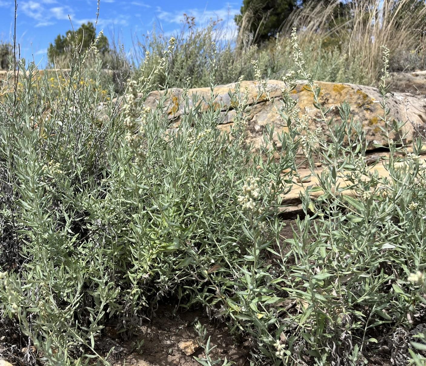 Louisiana Sage