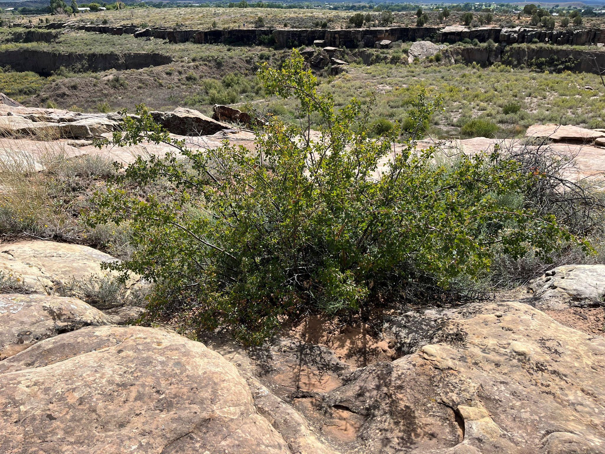 Skunkbush