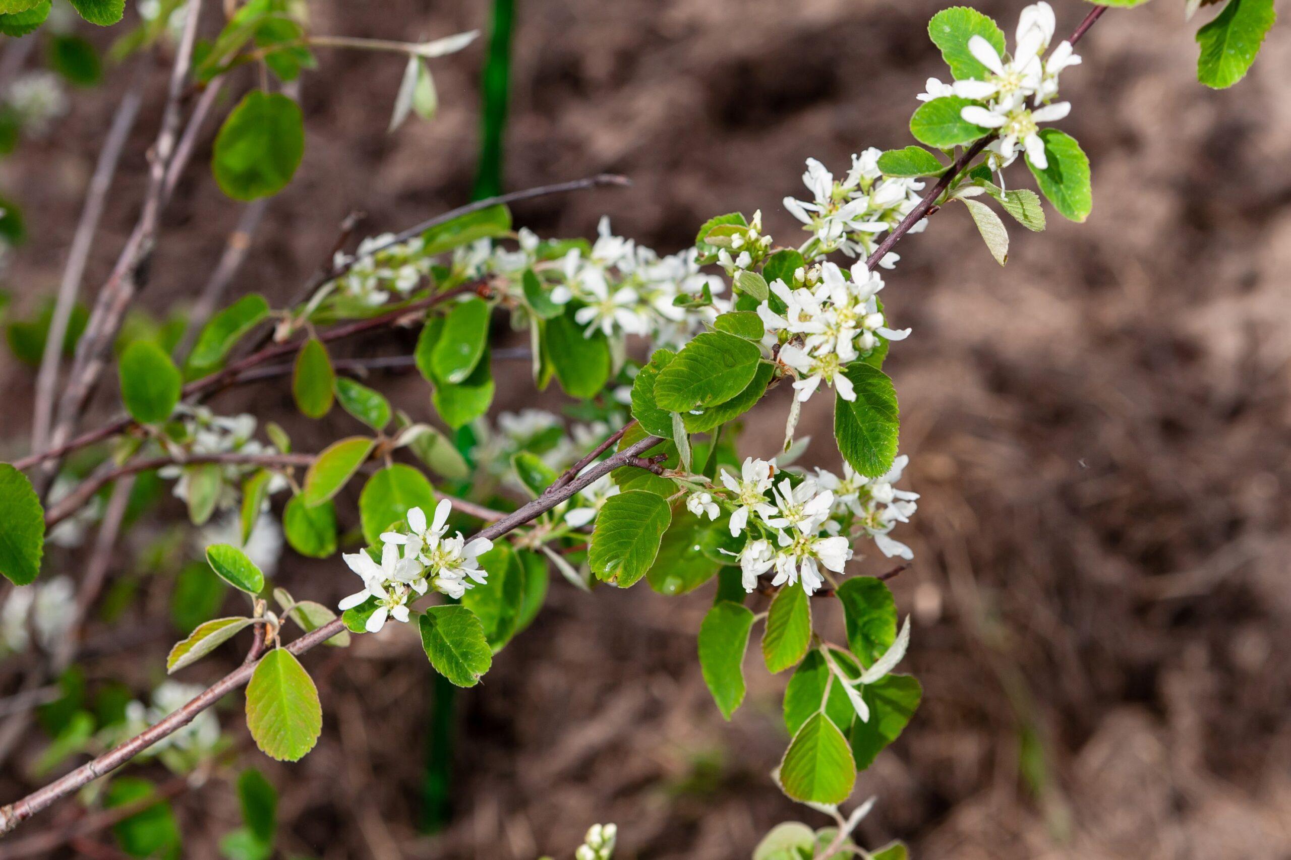 Serviceberry
