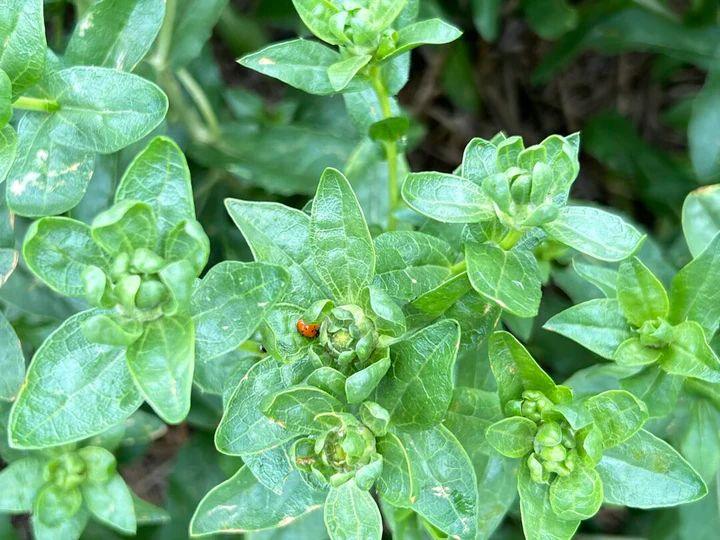 Safflower