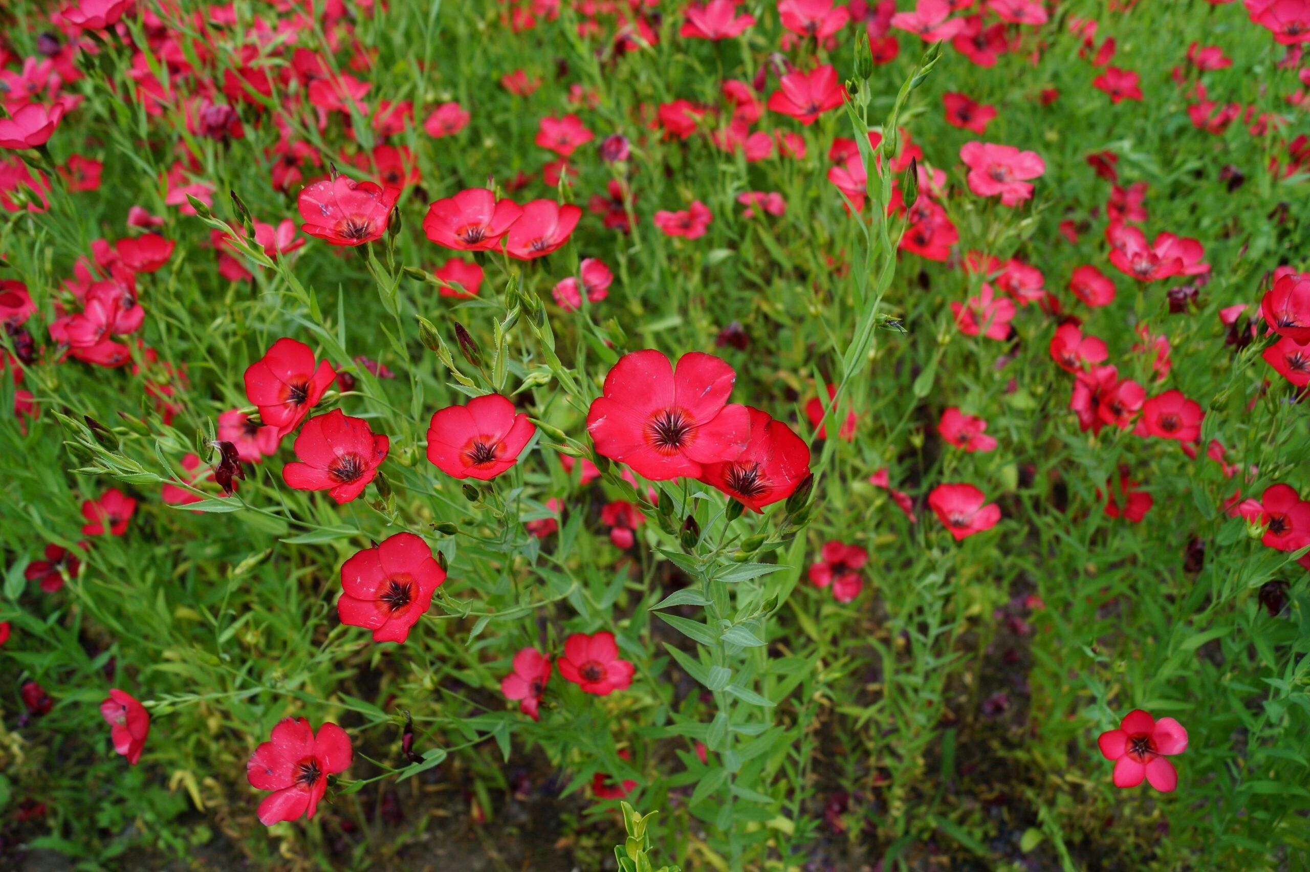 Scarlet Flax