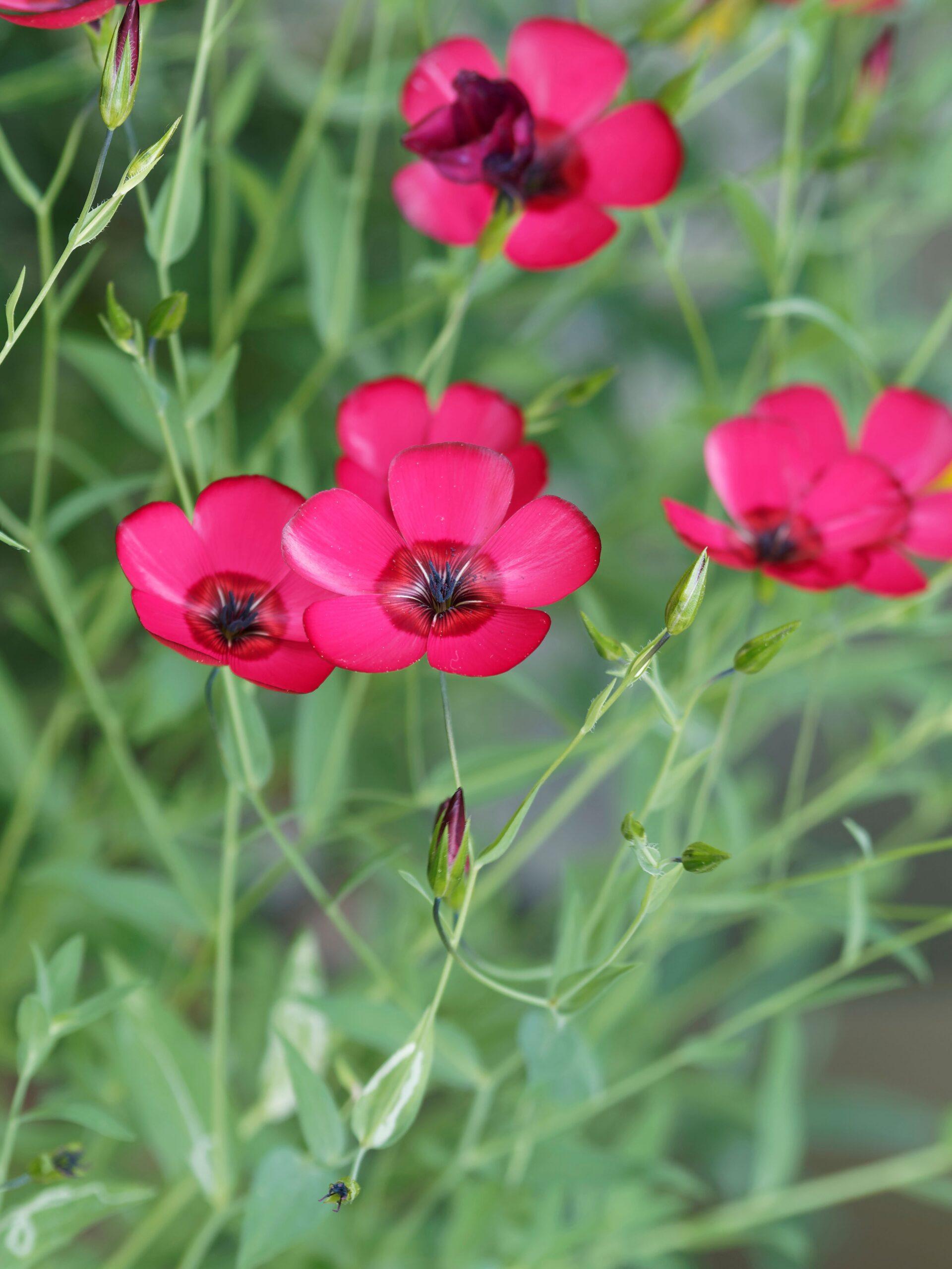 Scarlet Flax - Image 2