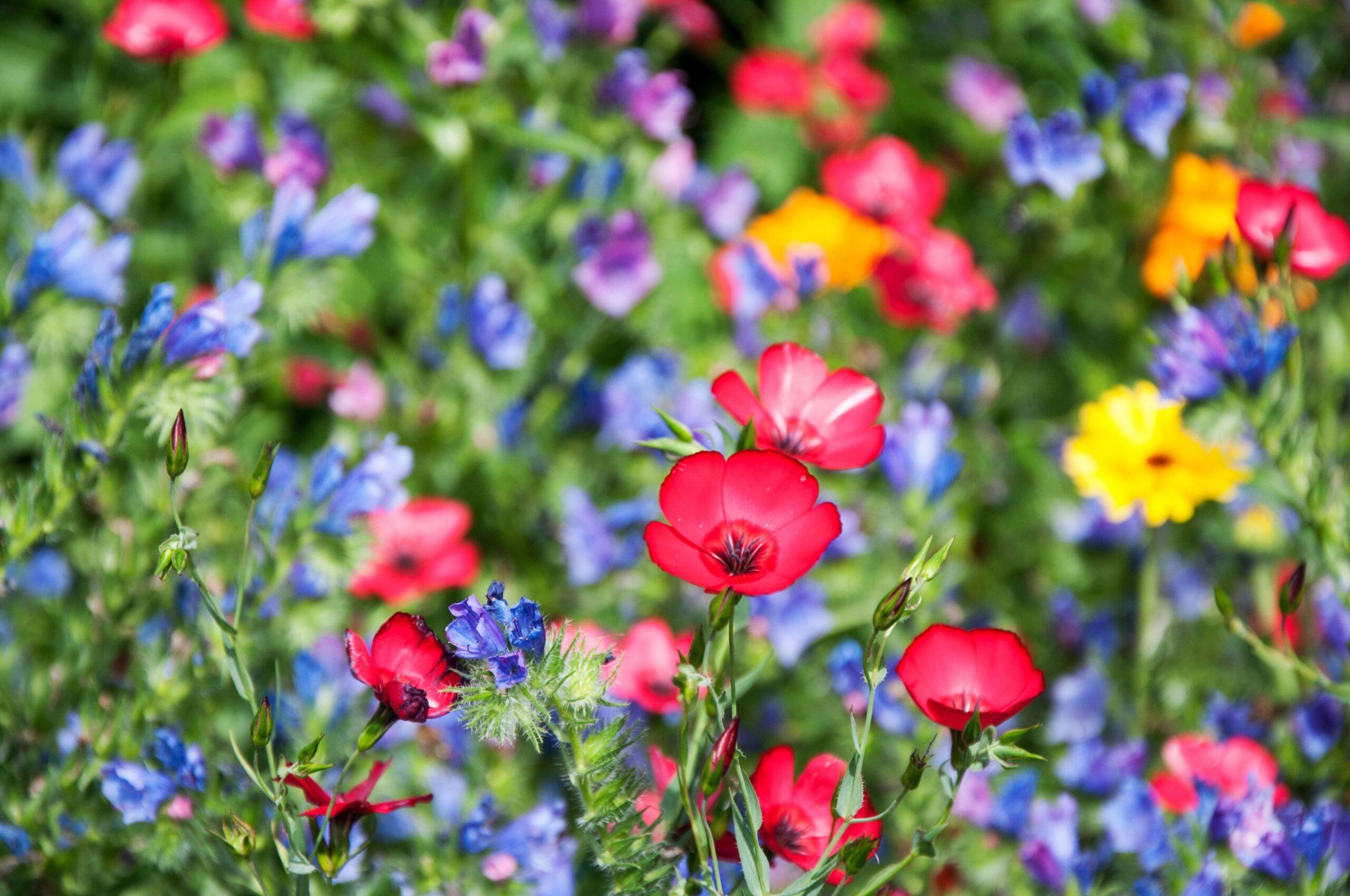 Scarlet Flax - Image 3
