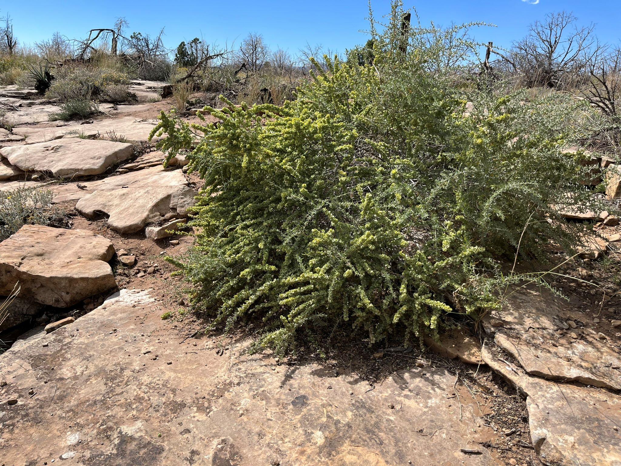 Fourwing Saltbush