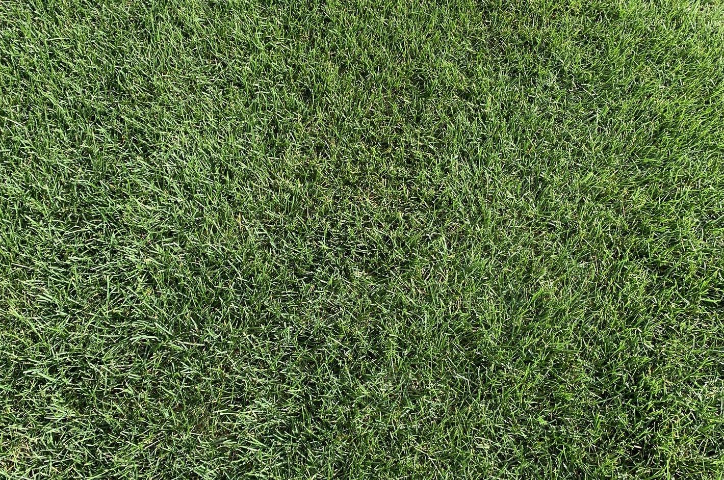 Kentucky Bluegrass Turf