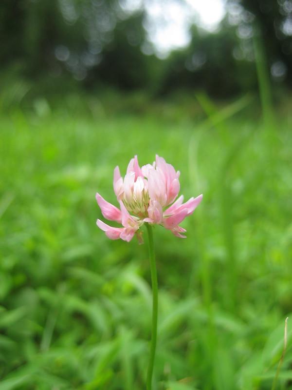 Alsike Clover