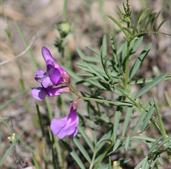 American Vetch