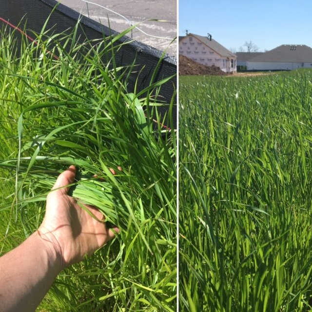 Annual Ryegrass - Image 2