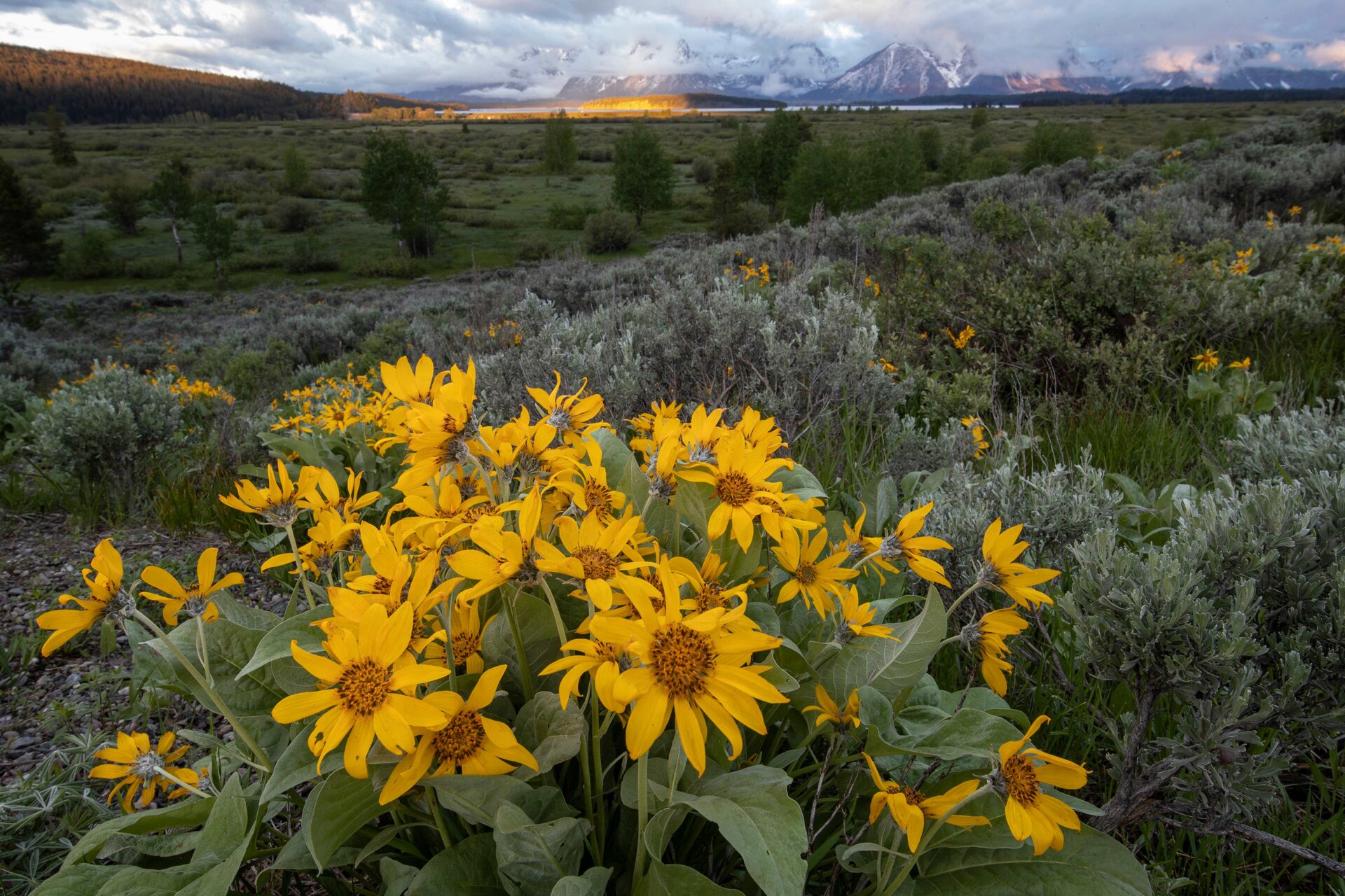 Arrowleaf Balsamroot - Image 2