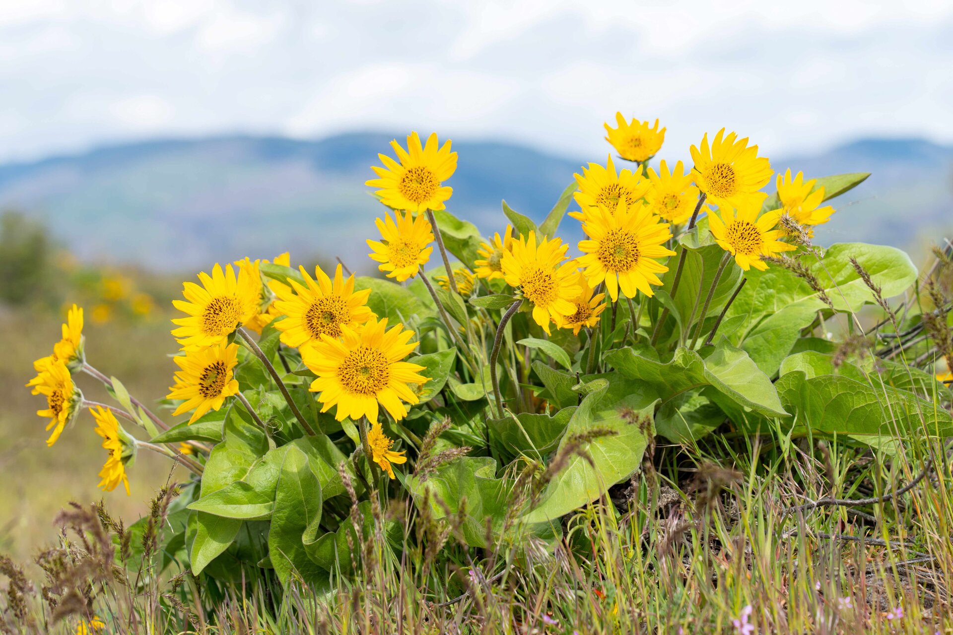Arrowleaf Balsamroot