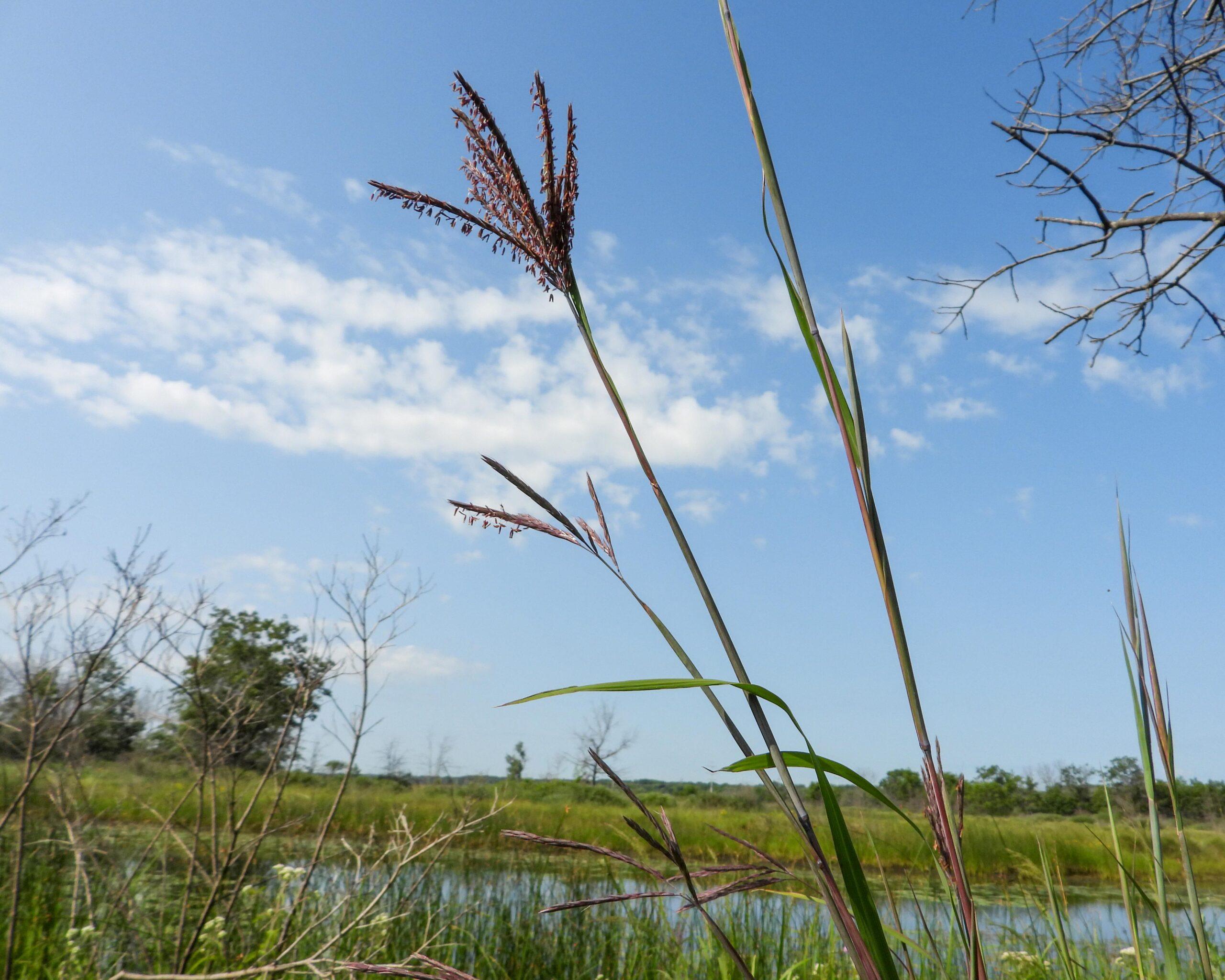 Big Bluestem