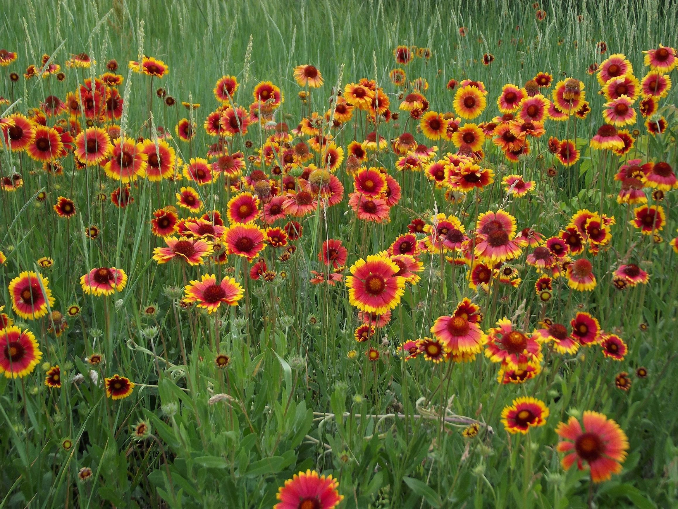 Blanketflower - Image 2