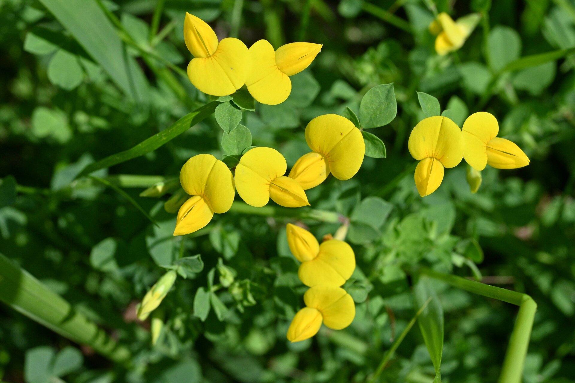Birdsfoot Trefoil