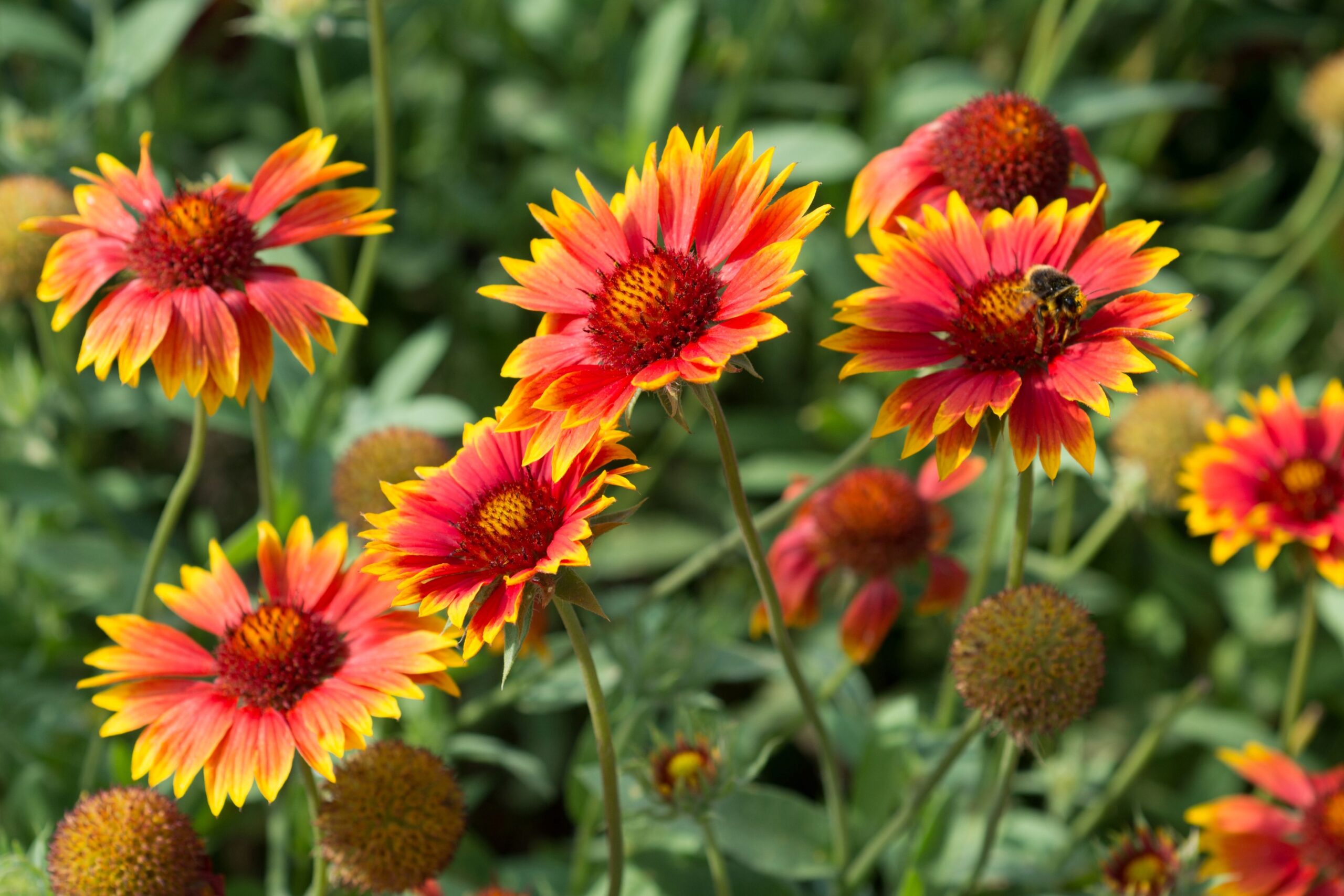 Blanketflower - Image 3