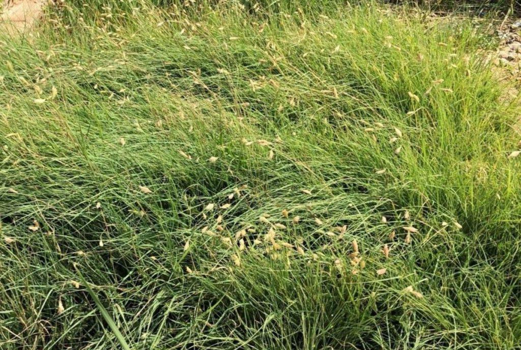 Buffalograss – Southwest Seed