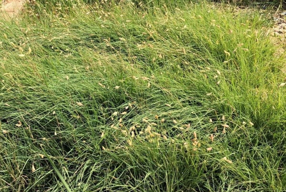 Buffalograss - Image 2