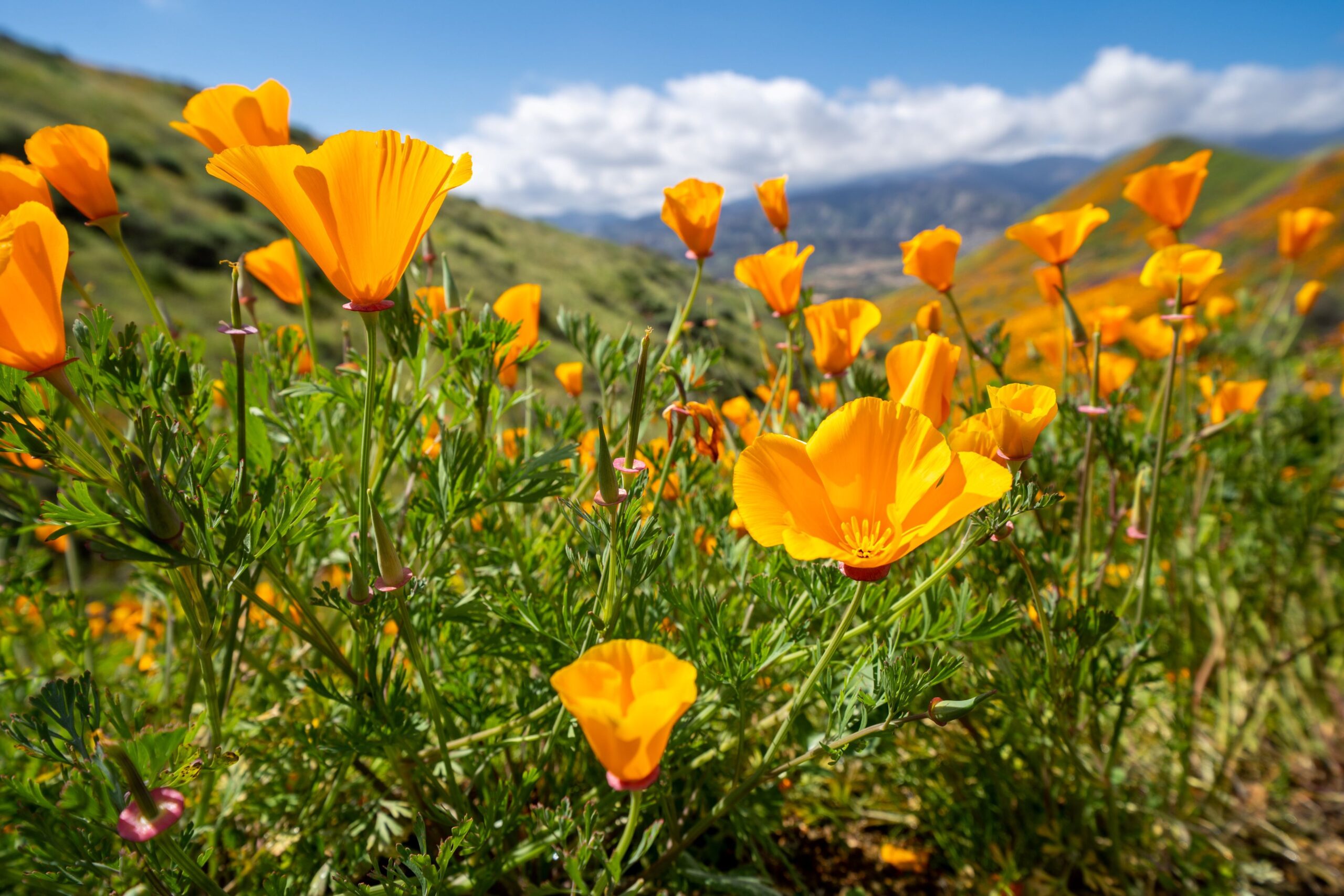 California Poppy