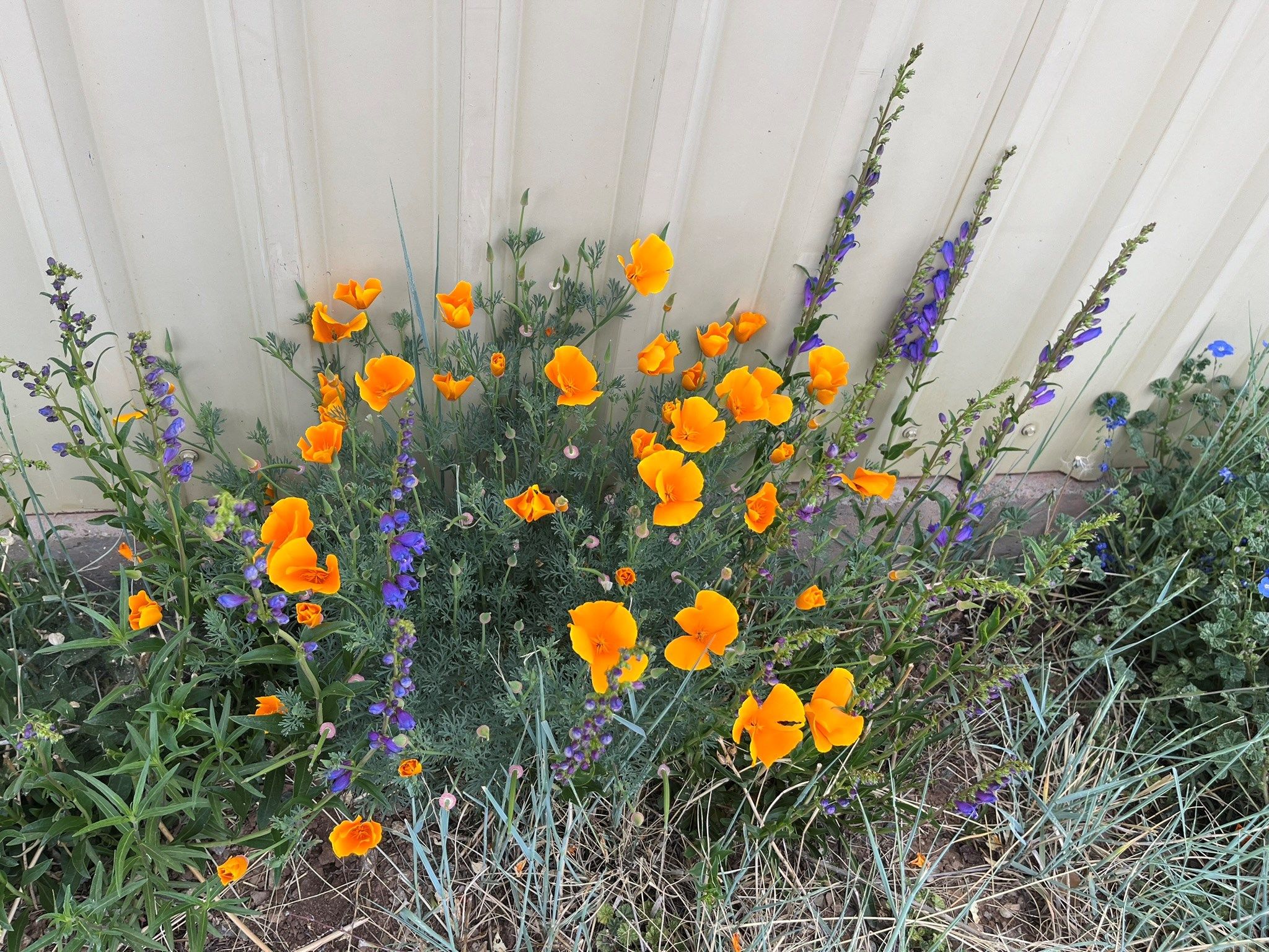 California Poppy - Image 2