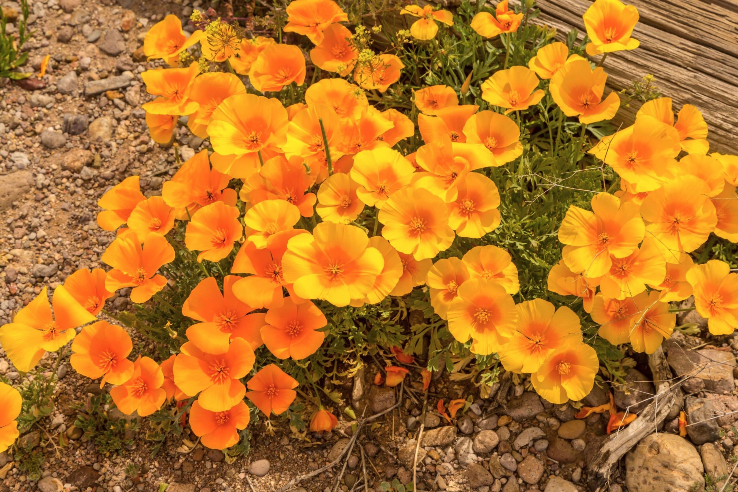 California Poppy - Image 3