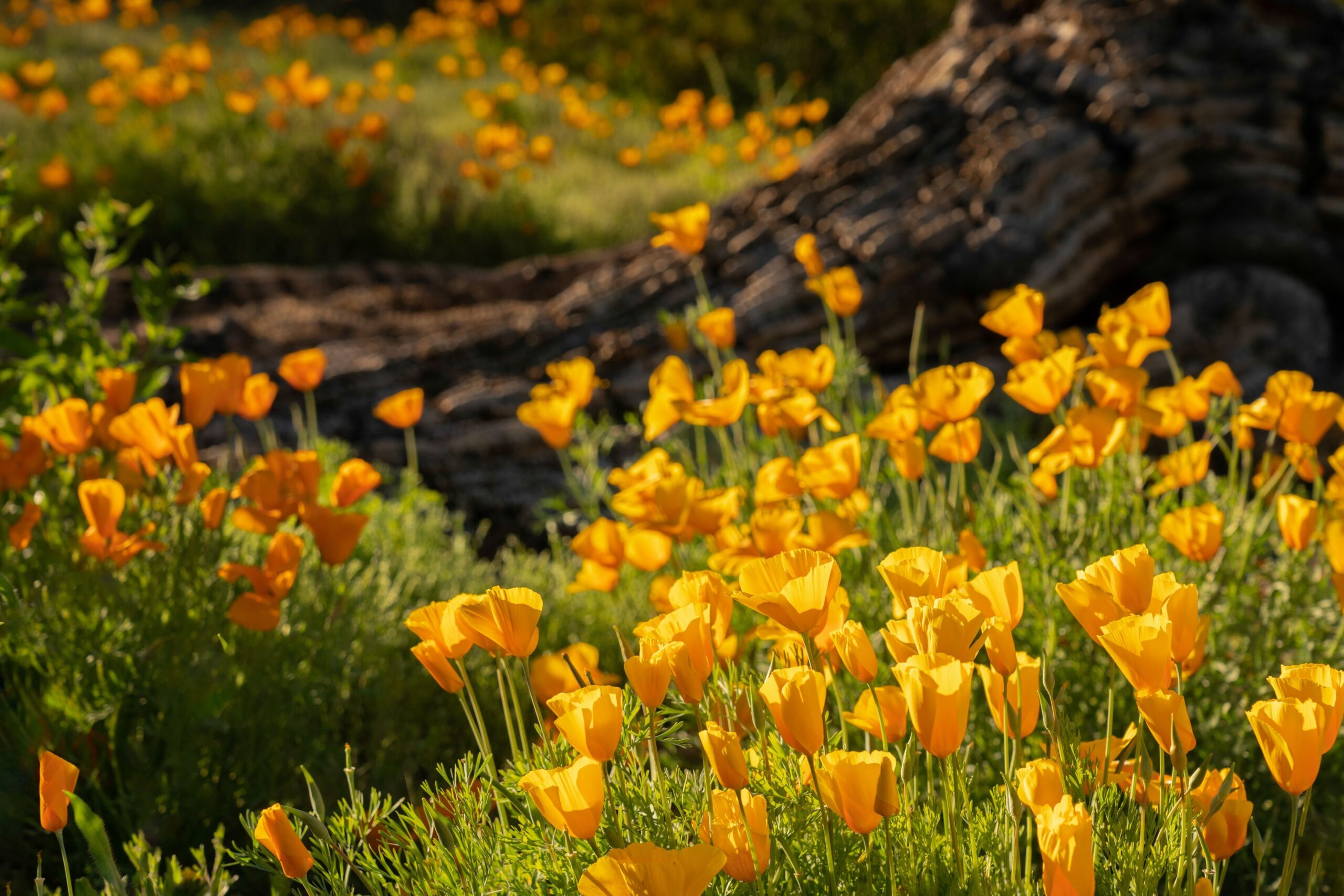 California Poppy - Image 4