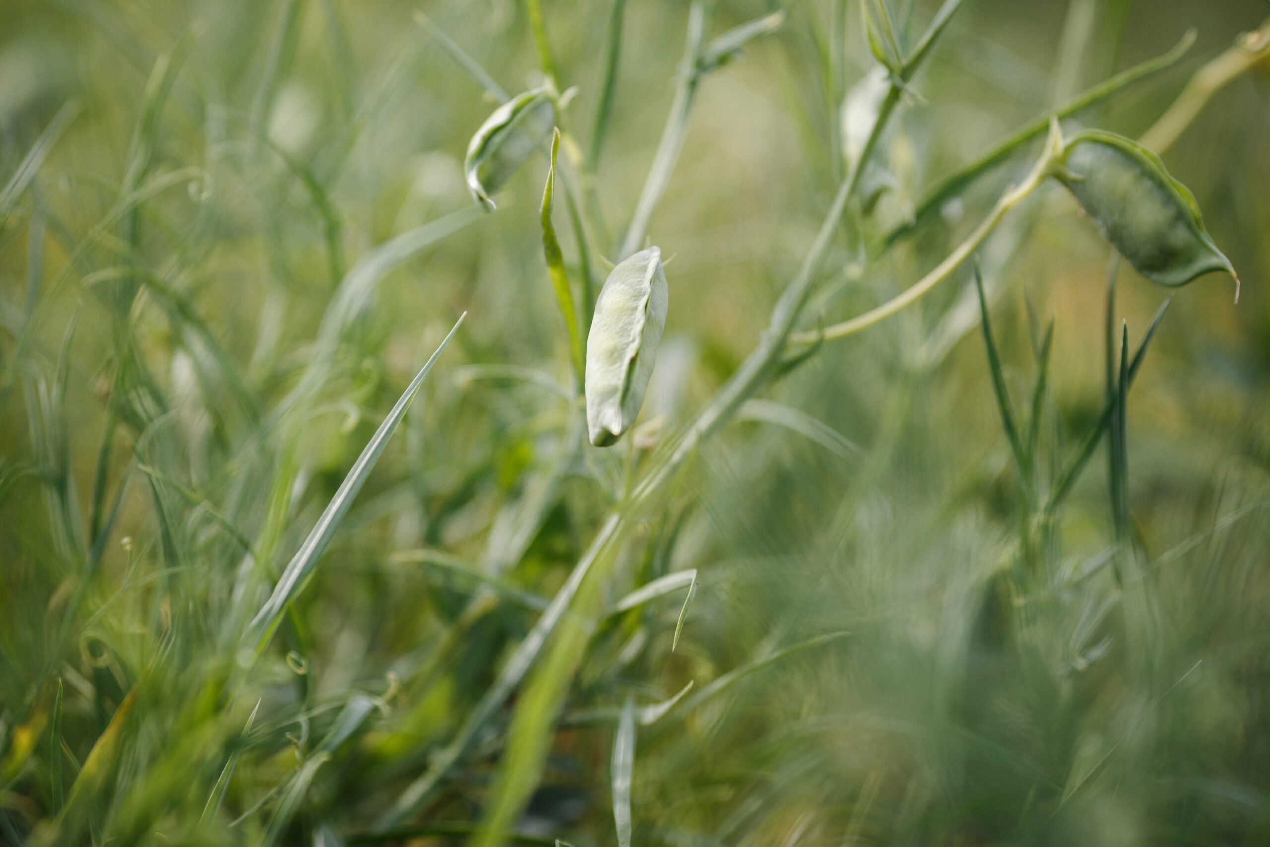 Chickling Vetch - Image 2