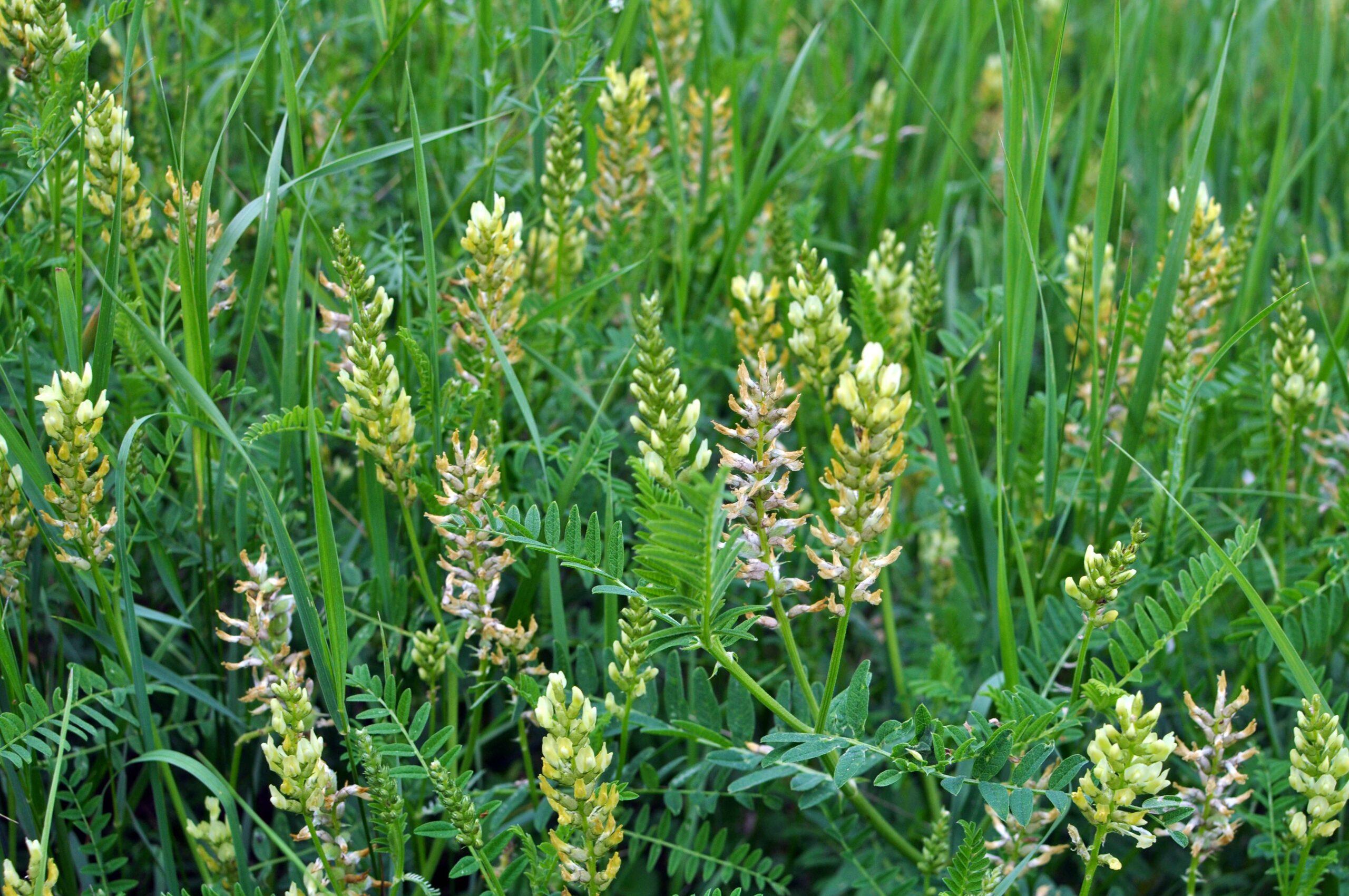 Cicer Milkvetch