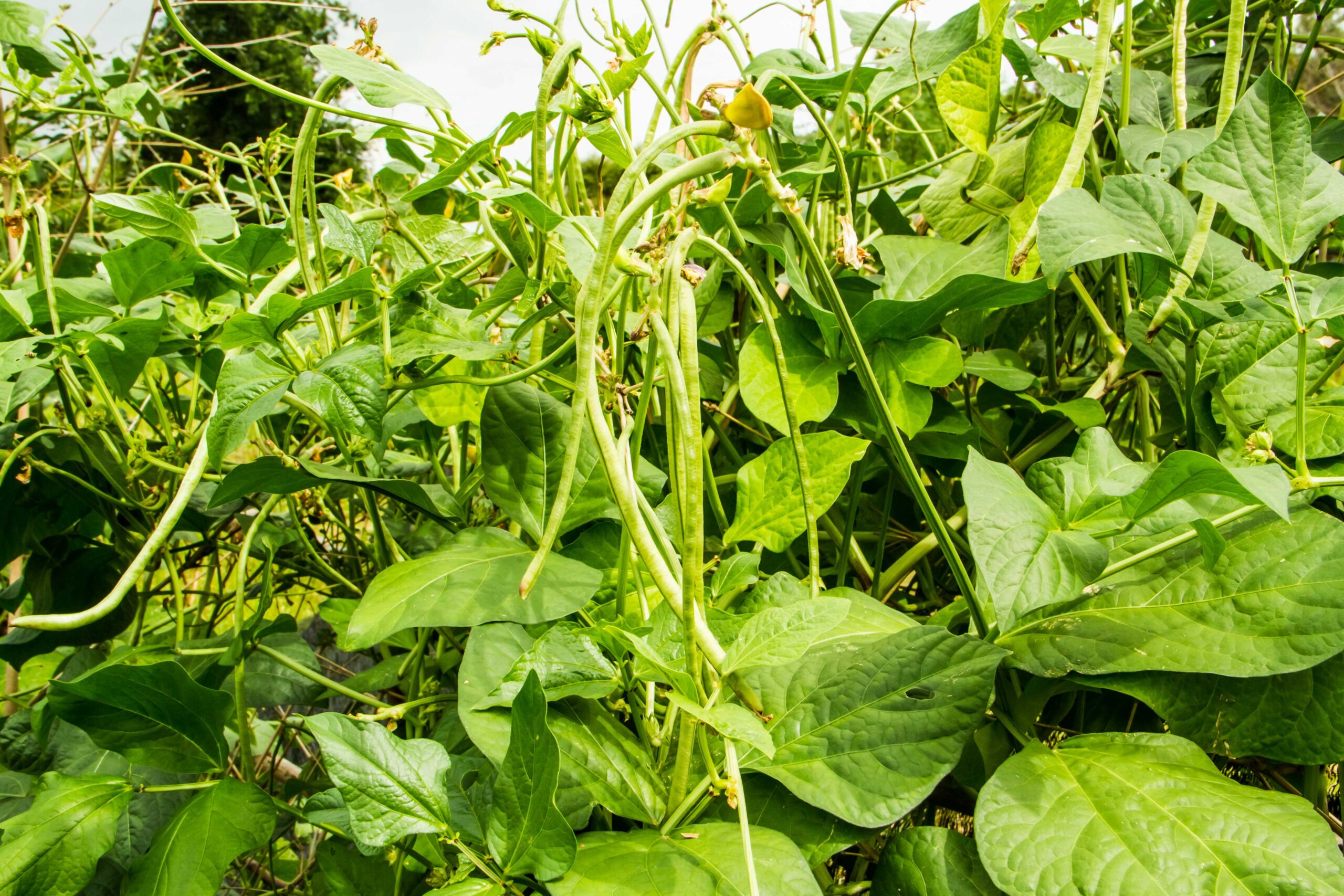 Cowpeas - Image 2