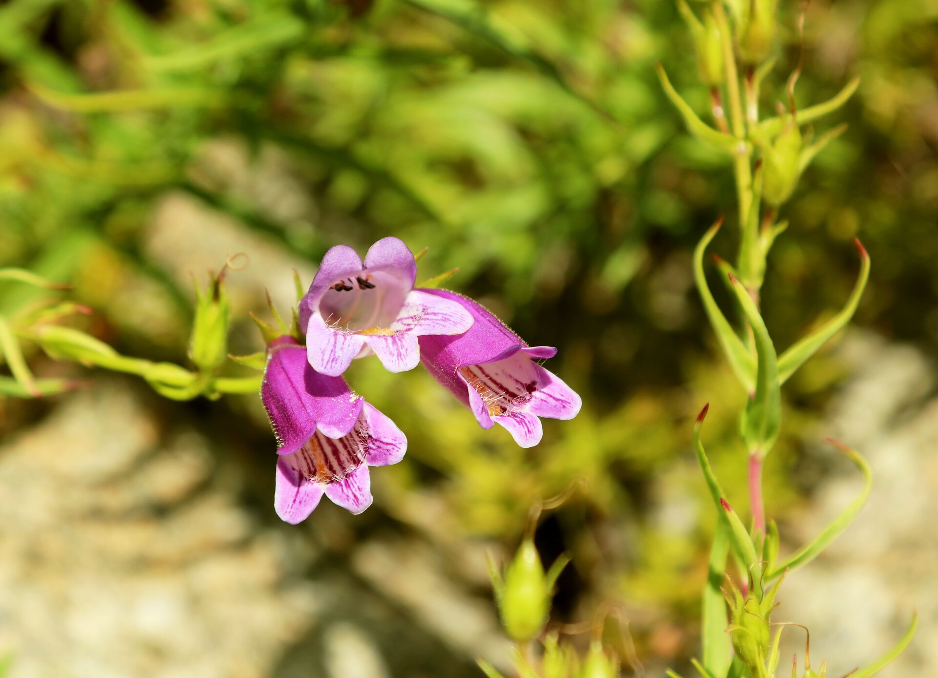 Dusty Penstemon