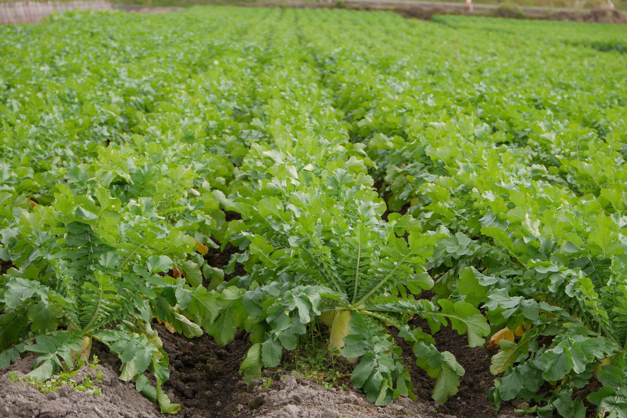 Forage Radishes - Image 3