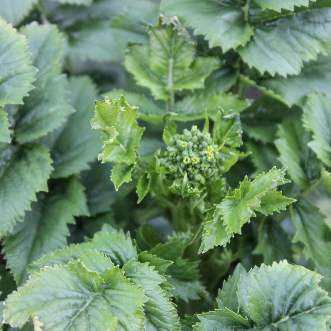 Forage Radishes - Image 4