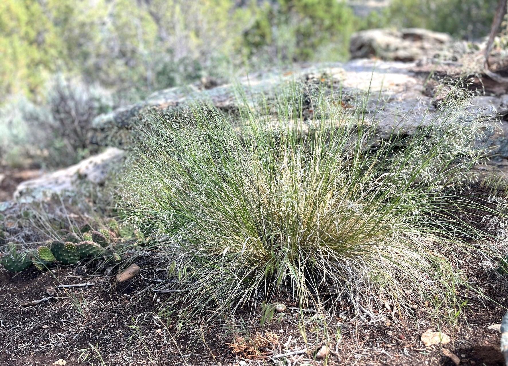 Indian Ricegrass - Image 2