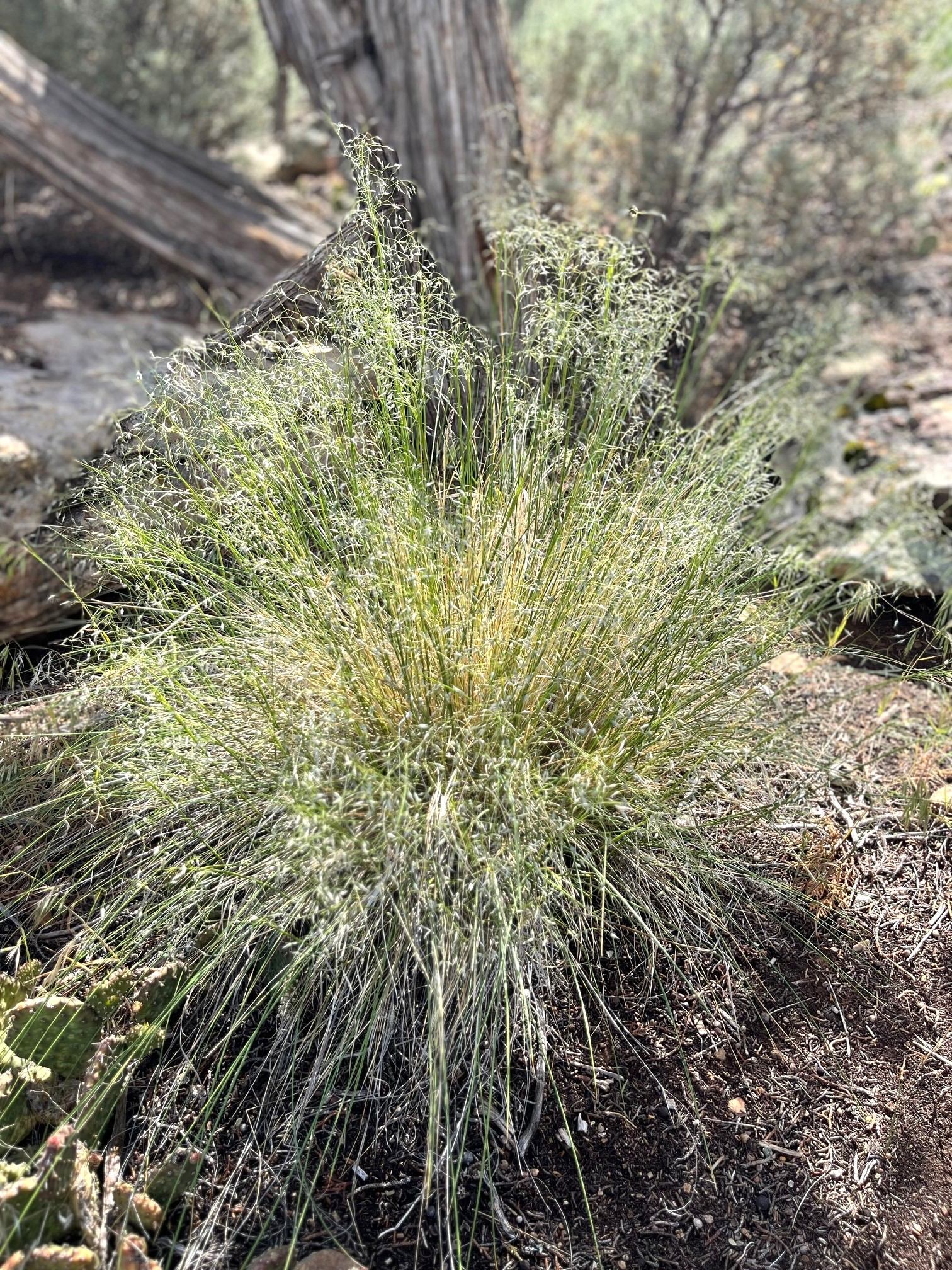 Indian Ricegrass - Image 3