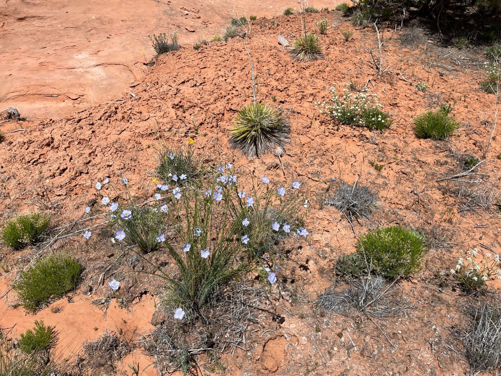 Lewis Flax - Image 2