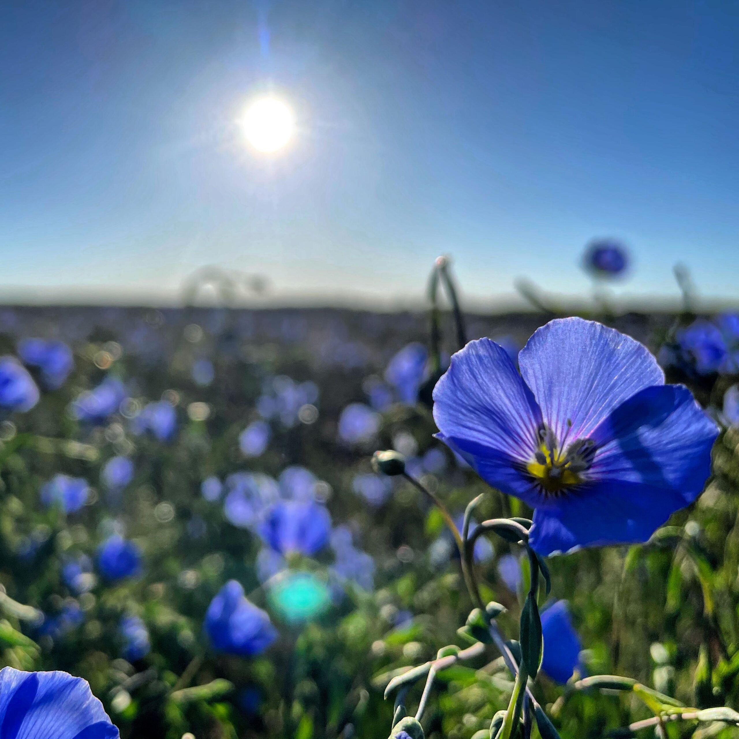 Lewis Flax - Image 3