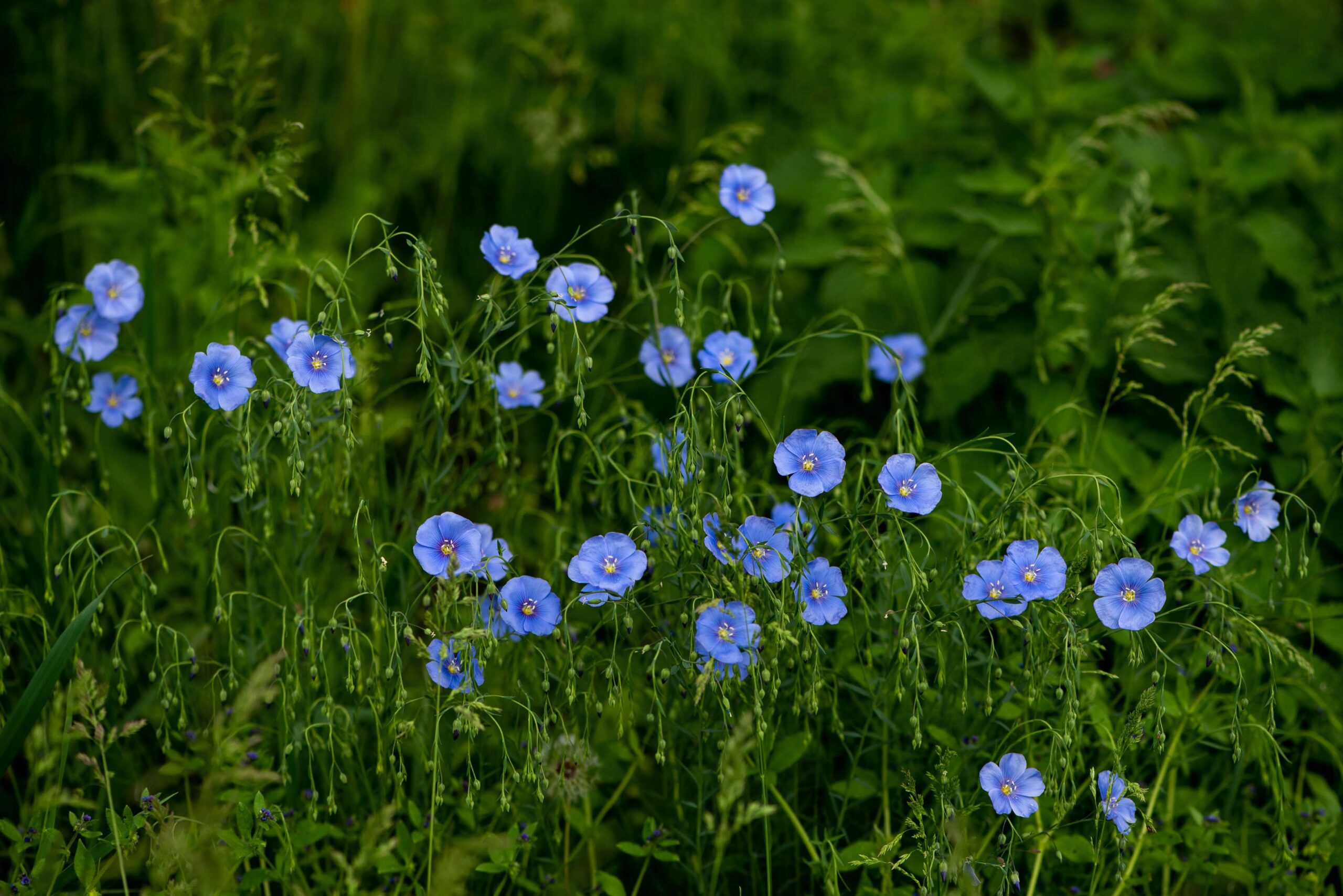 Lewis Flax - Image 4