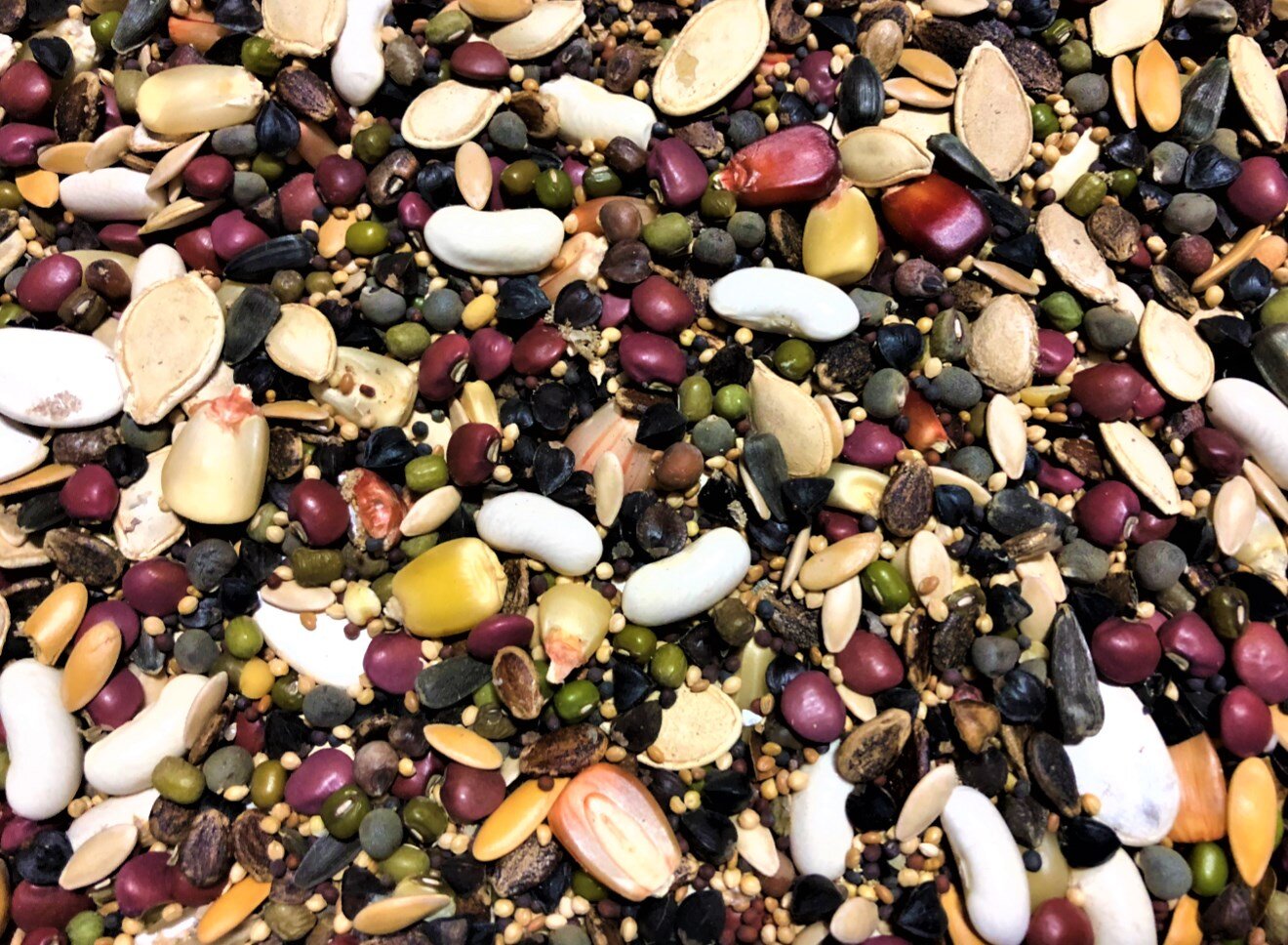 Milpa Garden Cover Crop