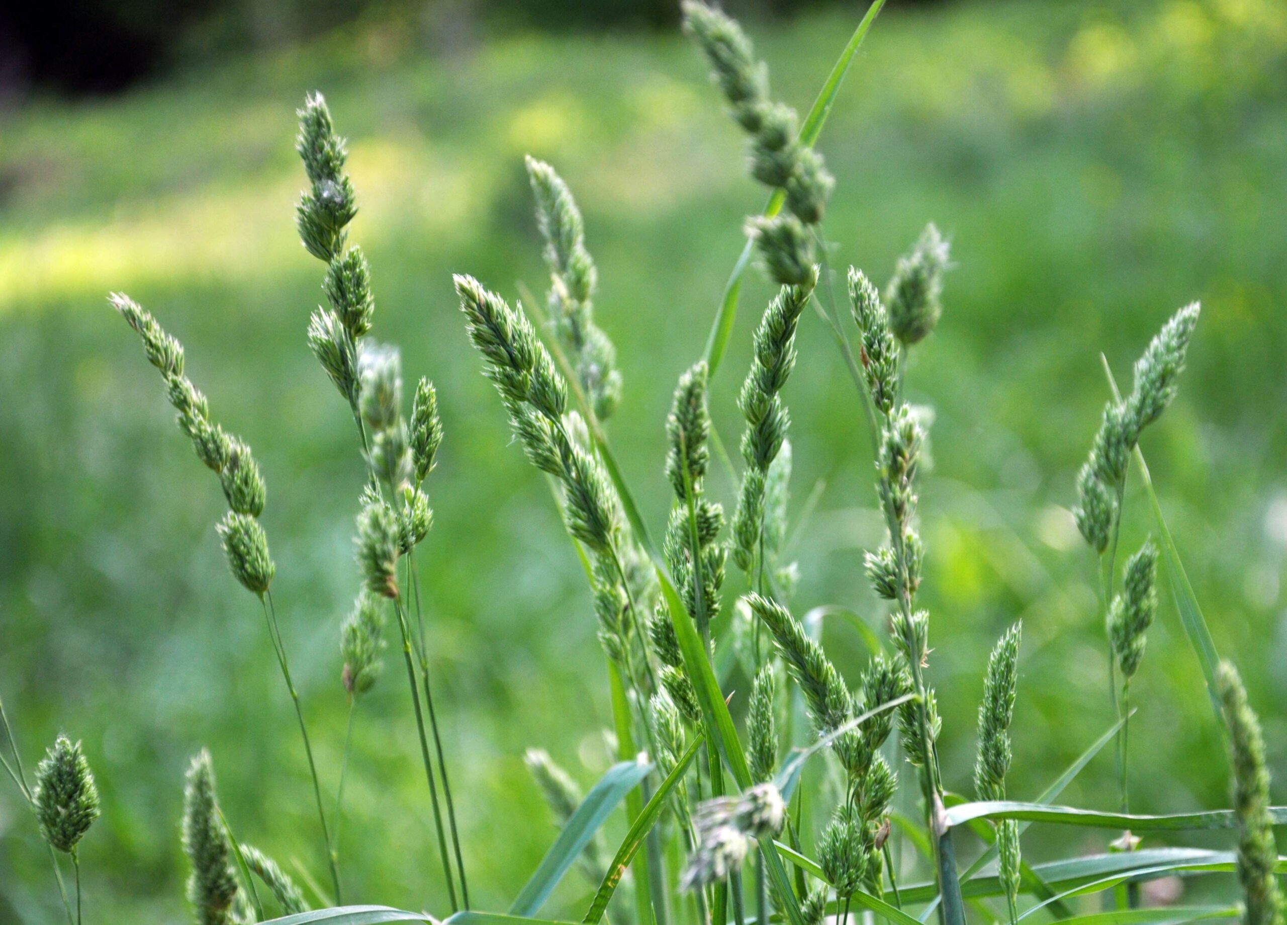 Orchardgrass - Image 2