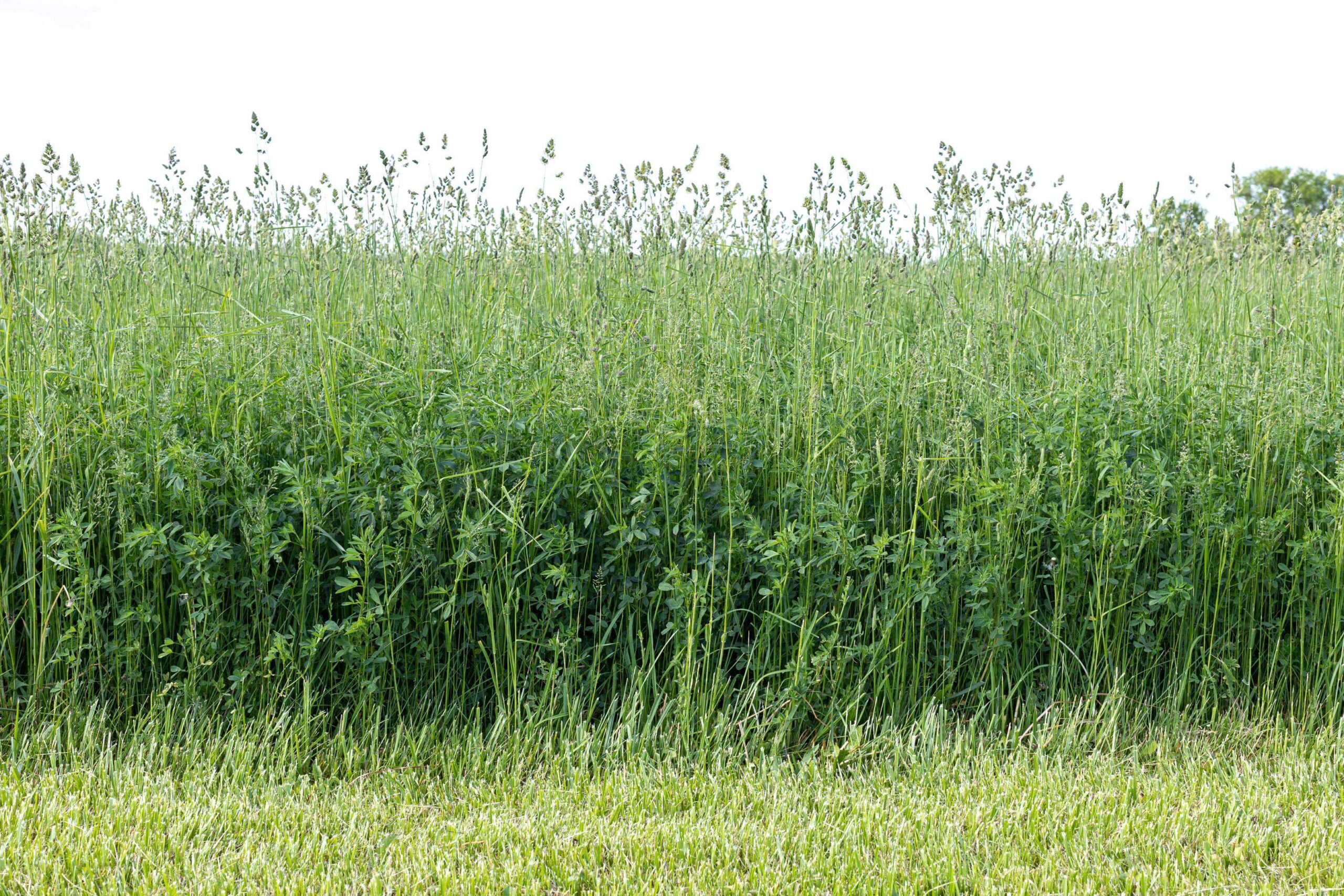 Orchardgrass - Image 3