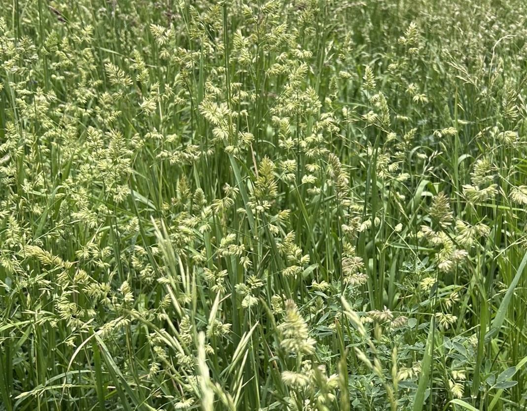 Orchardgrass - Image 4