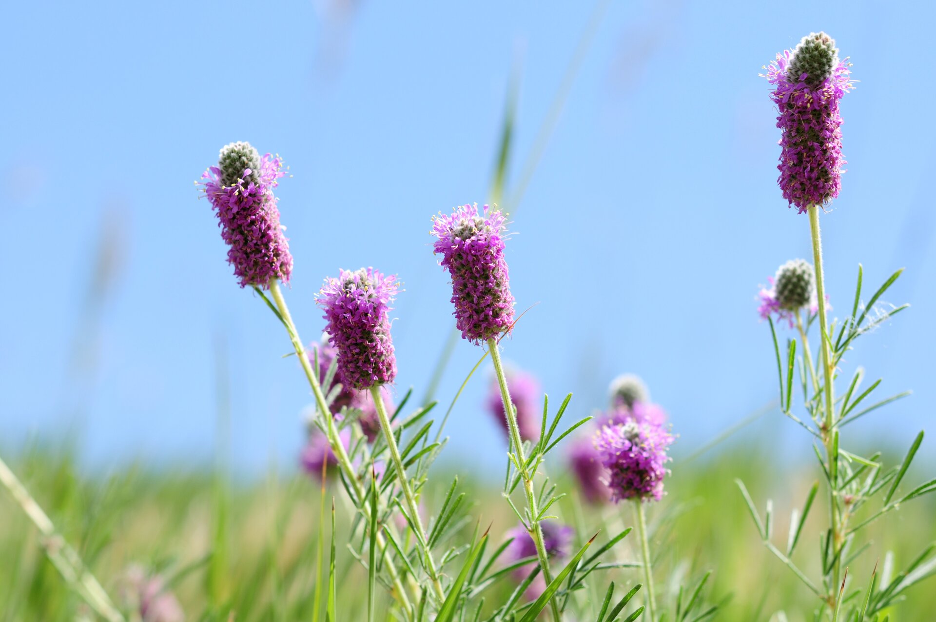 Purple Prairie Clover - Image 2