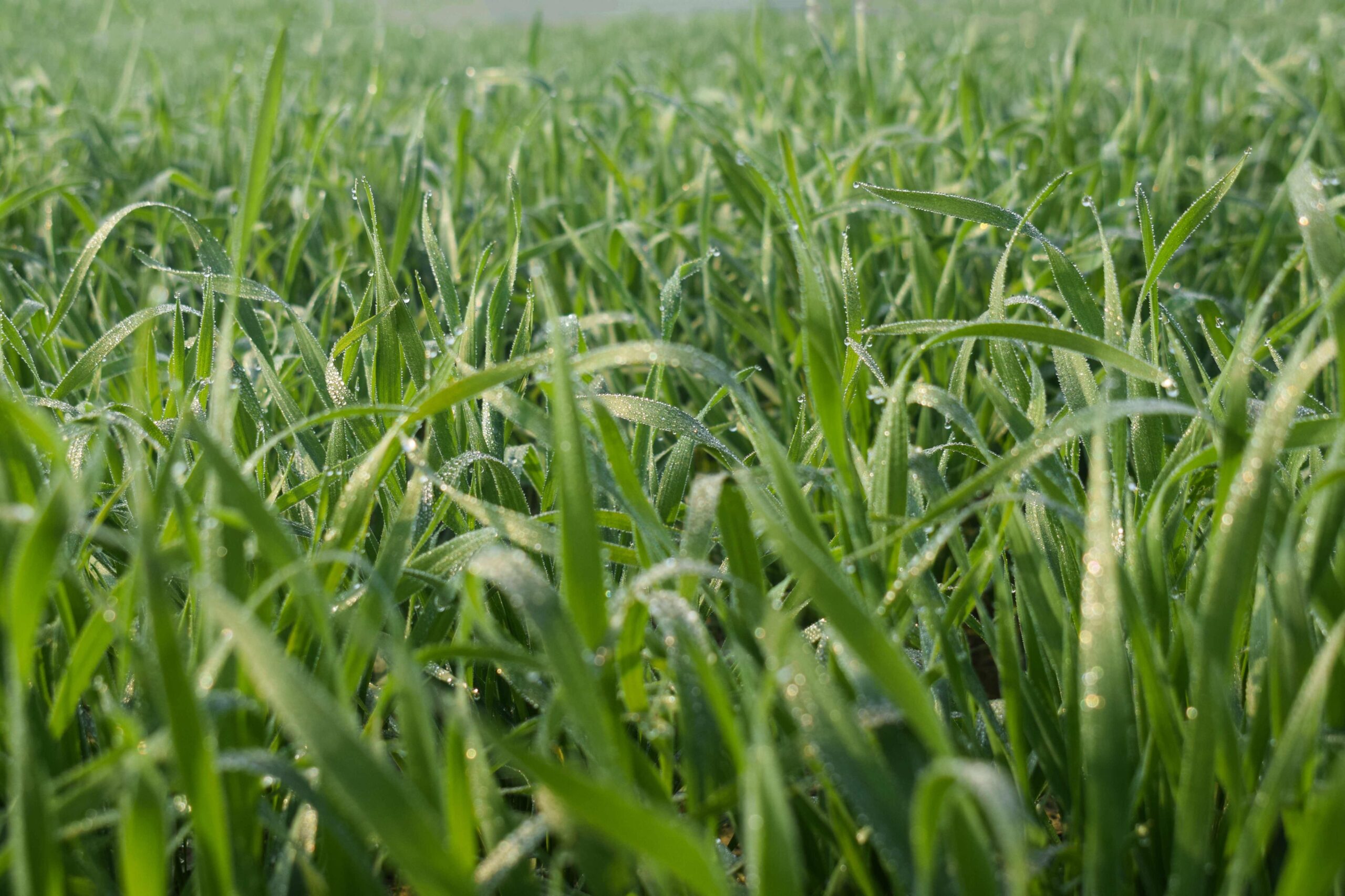 Perennial Ryegrass - Image 2